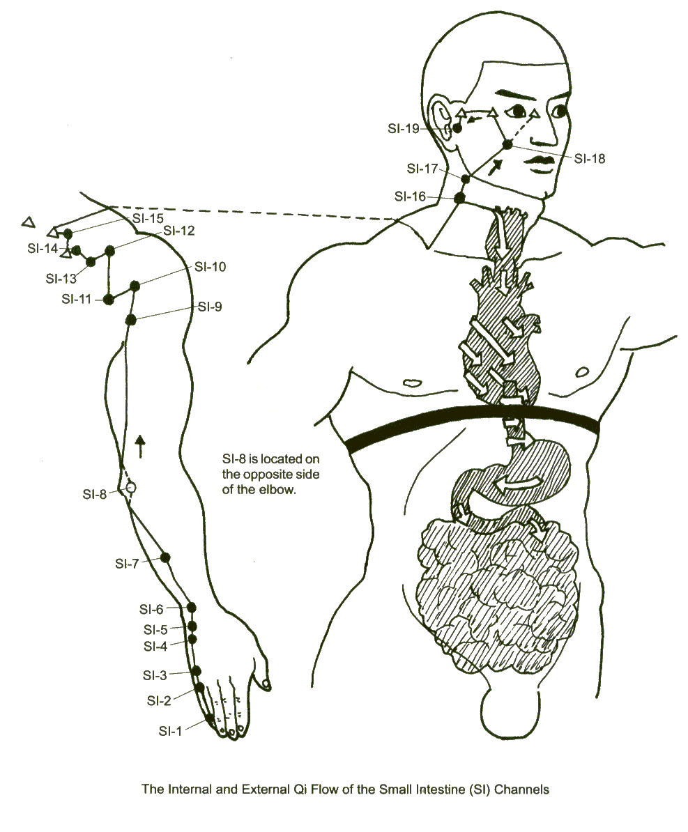 Small Intestine Meridian